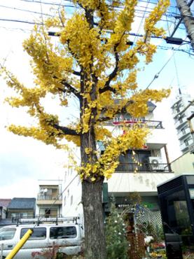 まっ黄色のいちょうの木｜「サクラヤ花店」　（愛知県名古屋市西区の花キューピット加盟店 花屋）のブログ
