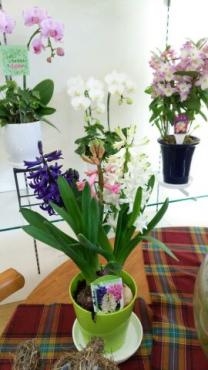 今日は節分♪春よこい♪｜「サクラヤ花店」　（愛知県名古屋市西区の花キューピット加盟店 花屋）のブログ