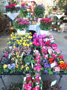 春｜「サクラヤ花店」　（愛知県名古屋市西区の花キューピット加盟店 花屋）のブログ
